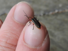 Atalantycha bilineata