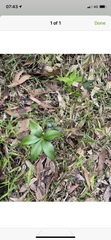 Alyxia ruscifolia
