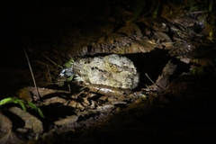 Nyctidromus albicollis