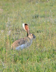 Lepus callotis