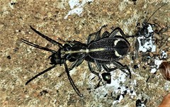 Cypholoba graphipteroides