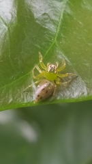 Acragas trimaculatus