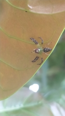 Acragas trimaculatus