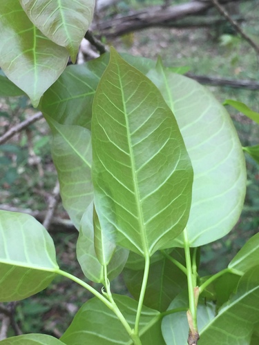 Ficus virens