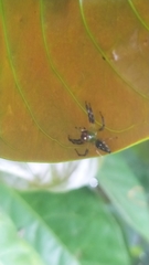 Acragas trimaculatus