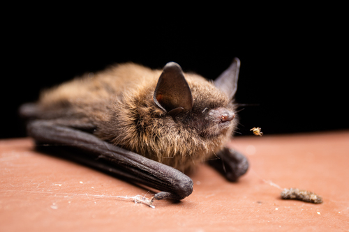 Little Brown Bat, Peace River, CA-BC, CA, photo 9 of 10