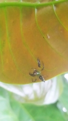 Acragas trimaculatus