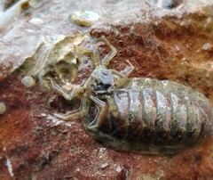 Halicarcinus