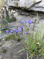 Campanula rotundifolia