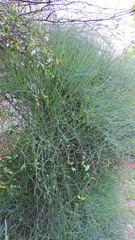 Ephedra triandra