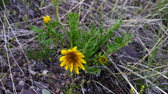 Balsamorhiza