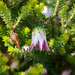 Darwinia - Photo (c) Brent Miller, some rights reserved (CC BY-NC-ND)