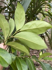 Cryptocarya foetida