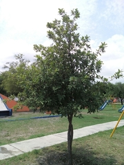 Quercus polymorpha