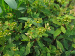 Euphorbia sieboldiana