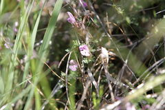 Pedicularis sylvatica