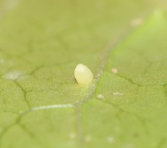 Danaus plexippus