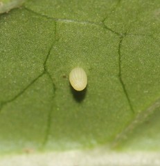Danaus plexippus