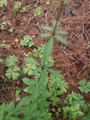 Cosmos scabiosoides
