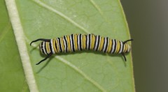 Danaus plexippus