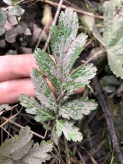 Geum laciniatum