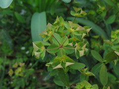 Euphorbia sieboldiana