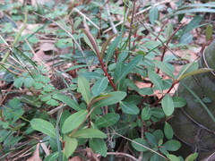 Euphorbia sieboldiana