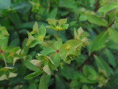 Euphorbia sieboldiana