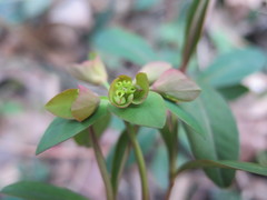 Euphorbia sieboldiana