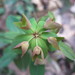 Euphorbia sieboldiana - Photo (c) Yao Li, algunos derechos reservados (CC BY-NC), subido por Yao Li