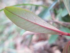 Euphorbia sieboldiana