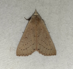 Scolecocampa