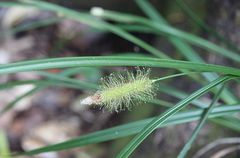 Carex erinacea