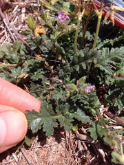 Erodium brachycarpum