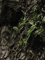 Microgramma mortoniana