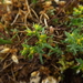 Euphorbia exigua - Photo (c) Florent Beck, μερικά δικαιώματα διατηρούνται (CC BY-SA)