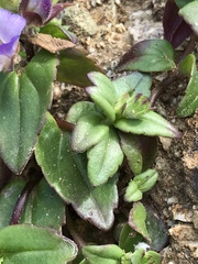 Collinsia multicolor