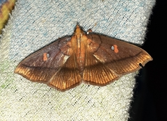Midilinae