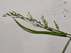 Poaceae