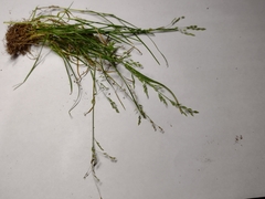 Poaceae