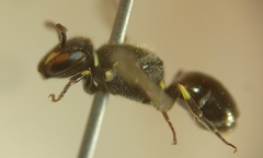 Hylaeus hyalinatus