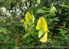Crotalaria agatiflora