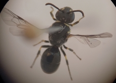Hylaeus hyalinatus