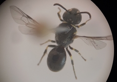 Hylaeus hyalinatus
