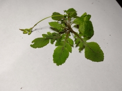 Asteraceae