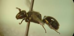 Hylaeus hyalinatus