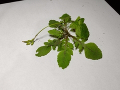 Asteraceae