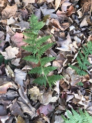 Dryopteris campyloptera image
