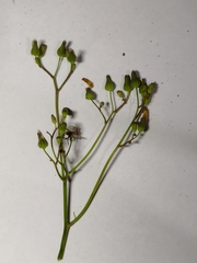 Asteraceae