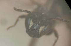 Hylaeus hyalinatus